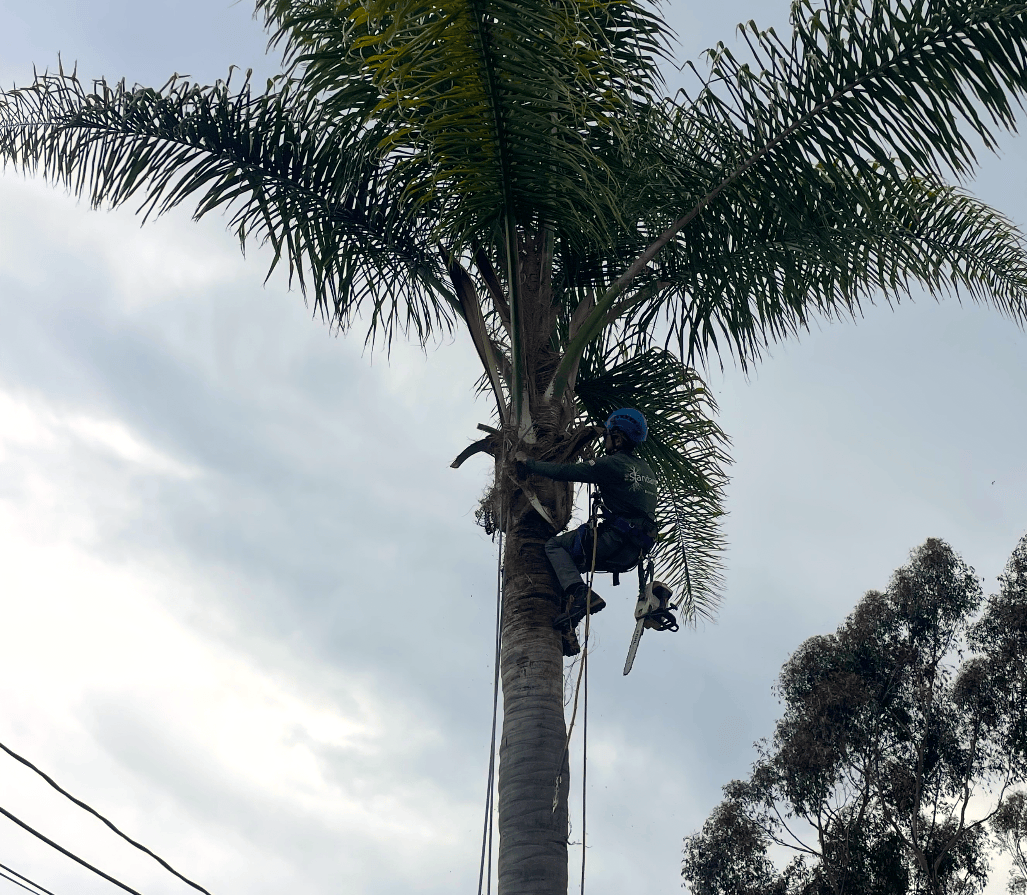 Tree Service